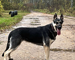 Собаки в Калуге: Восточноевропейская овчарка сука Девочка, 30 000 руб. - фото 1