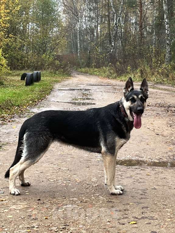 Собаки в Калуге: Восточноевропейская овчарка сука Девочка, 30 000 руб. - фото 1