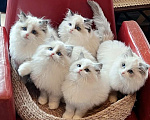Кошки в Нижнем Новгороде: Ragdollchiki Разнополые, 90 000 руб. - фото 1