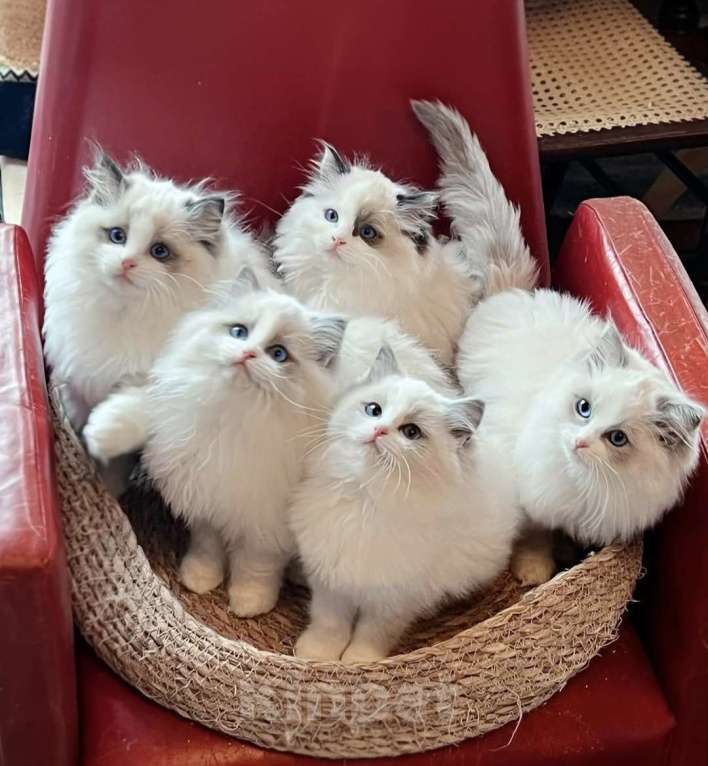 Кошки в Нижнем Новгороде: Ragdollchiki Разнополые, 90 000 руб. - фото 1