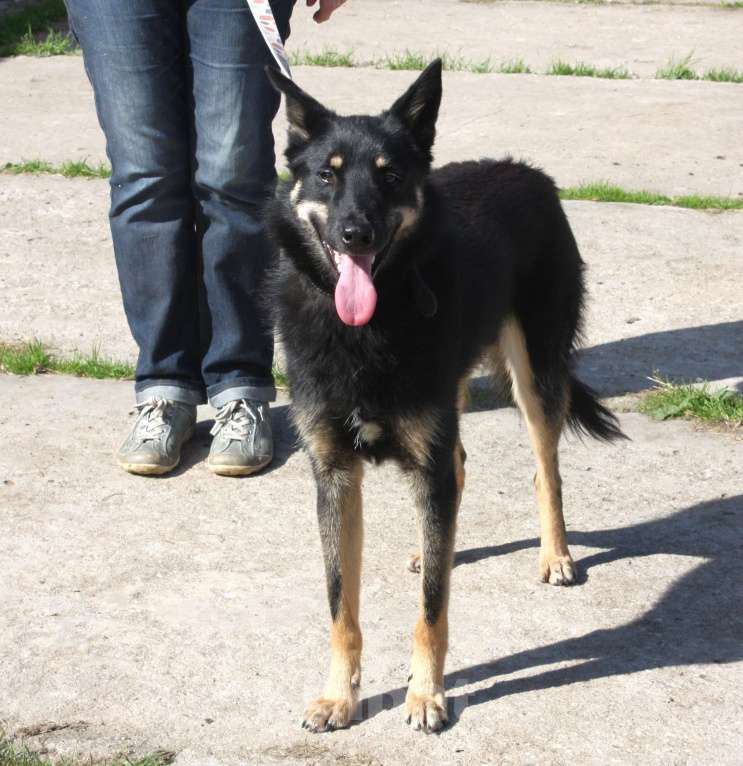 Собаки в Москве: Дружелюбный красавчик Лимончик ищет дом и любимую семью  Мальчик, Бесплатно - фото 7