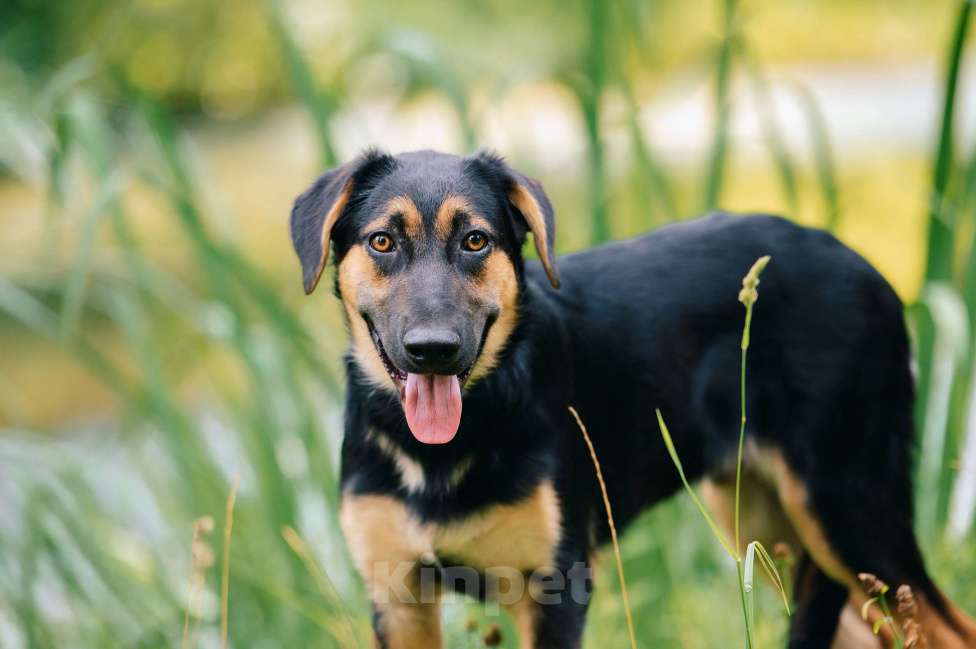 Собаки в Москве: Ванечка Мальчик, Бесплатно - фото 2