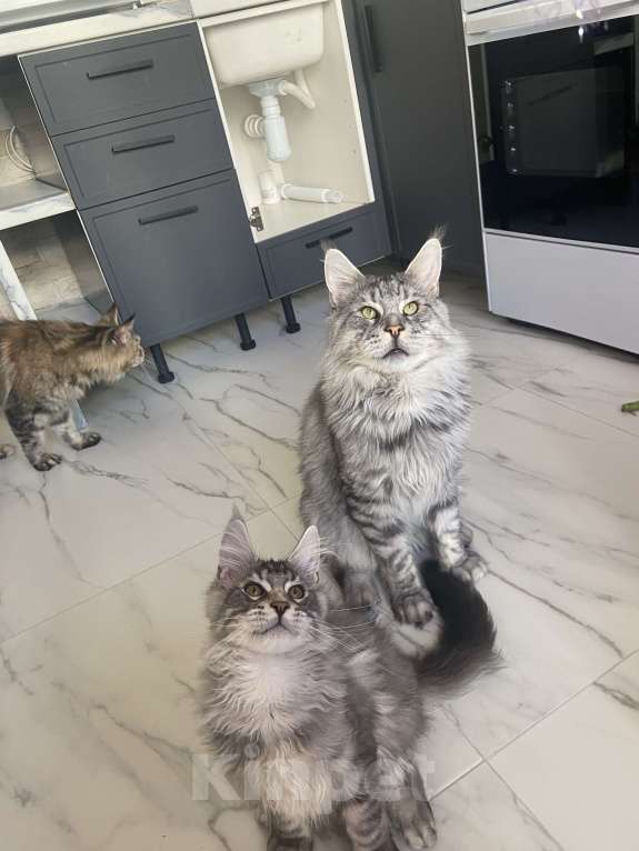 Кошки в Москве: Мальчик мейкун Мальчик, Бесплатно - фото 5