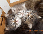 Кошки в Химках: Мейн-кун+британец котята бесплатно Мальчик, Бесплатно - фото 3