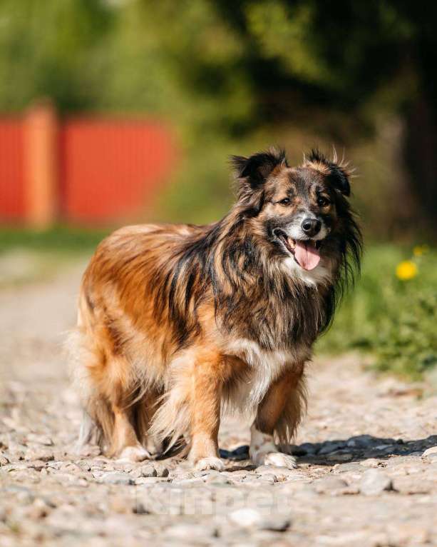 Собаки в Москве: Маленькая собака для квартиры. Эрик ищет дом Мальчик, Бесплатно - фото 6