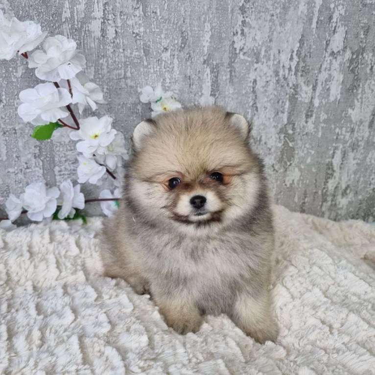 Собаки в Пскове: Щенки мини померанского шпица Девочка, 40 000 руб. - фото 3