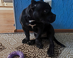 Собаки в Москве: Американский Булли щенок Мальчик, 35 000 руб. - фото 2