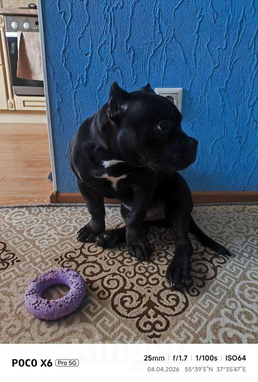 Собаки в Москве: Американский Булли щенок Мальчик, 35 000 руб. - фото 2