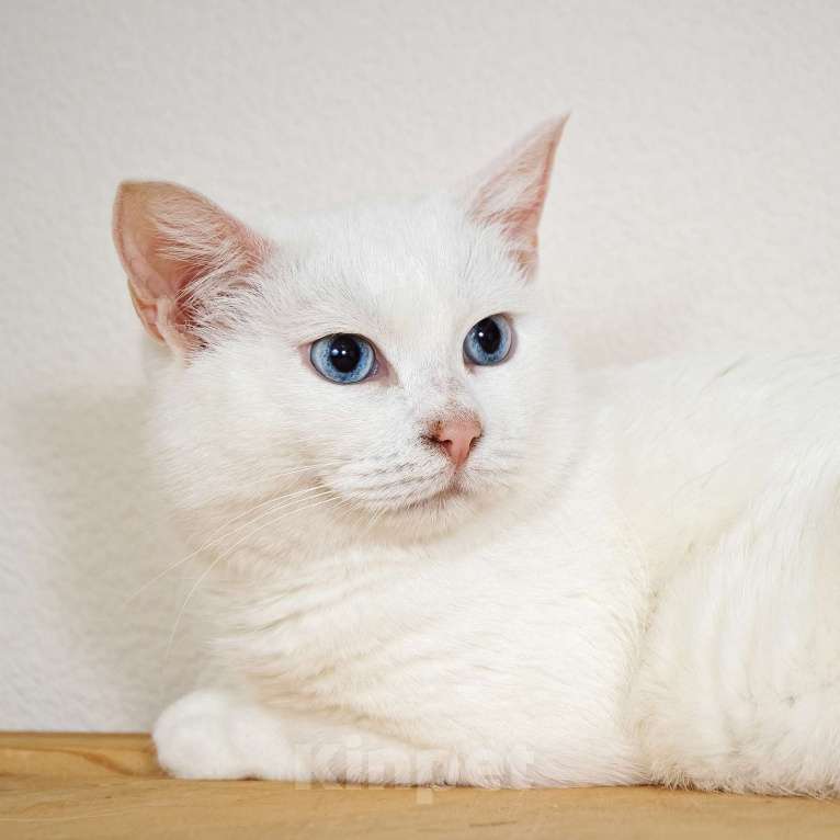 Кошки в Москве: Белоснежная красавица Зефирка ждёт своего человека Девочка, 347 руб. - фото 8