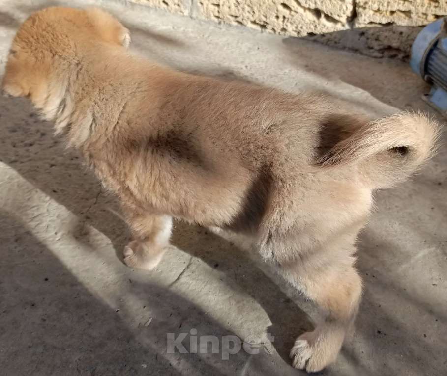 Собаки в других городах Краснодарского края: Щенок от Акита-Ину Мальчик, Бесплатно - фото 4