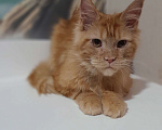 Кошки в Москве: Мейн-кун мальчик рыжий Мальчик, 90 000 руб. - фото 4