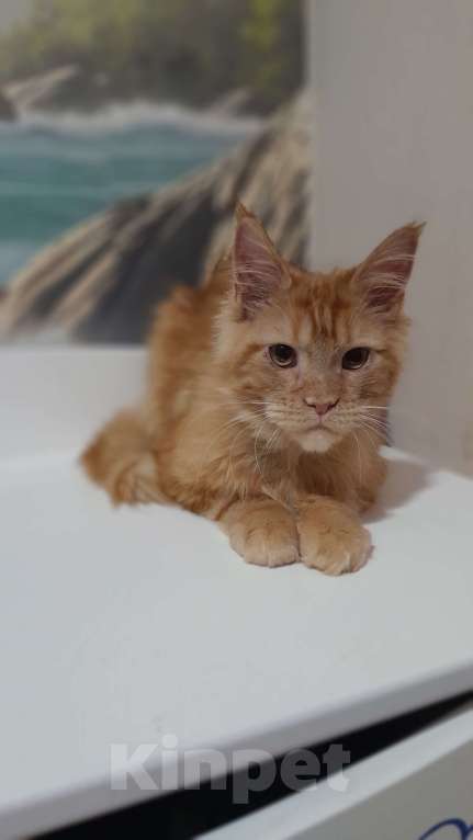 Кошки в Москве: Мейн-кун мальчик рыжий Мальчик, 90 000 руб. - фото 4