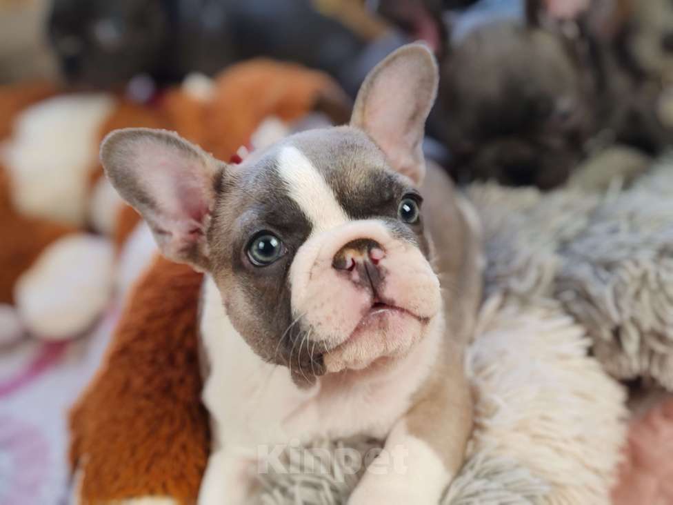 Собаки в Санкт-Петербурге: Шикарная шоколадная девочка Девочка, 50 000 руб. - фото 6