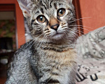 Кошки в Семенове: Шотландские котята, Бесплатно - фото 2
