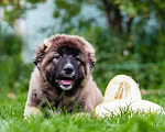 Собаки в Новосибирске: щенки кавказской овчарки Девочка, 30 000 руб. - фото 1