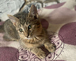 Кошки в Ярославле: Котенок в добрые ответственные руки Мальчик, 1 руб. - фото 2
