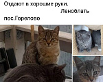 Кошки в Санкт-Петербурге: Котики и кошечка Мальчик, 1 руб. - фото 1