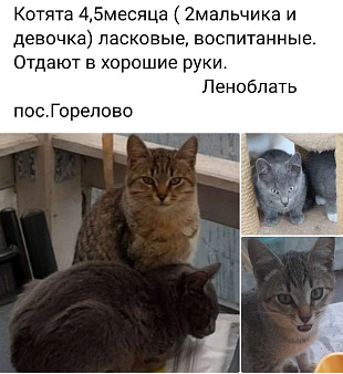 Объявление: Котики и кошечка, 1 руб., Санкт-Петербург