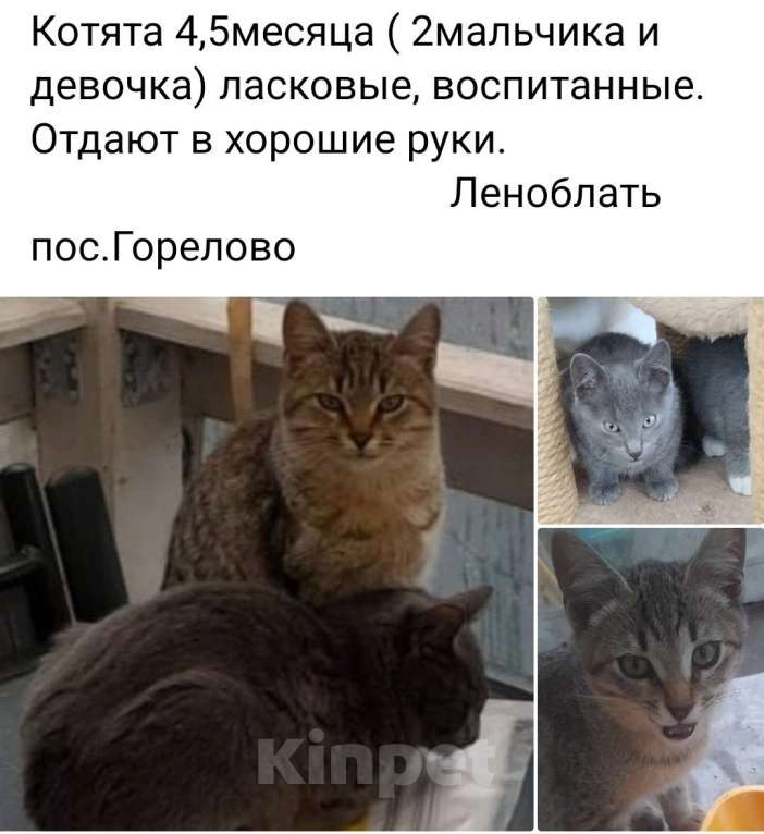 Кошки в Санкт-Петербурге: Котики и кошечка Мальчик, 1 руб. - фото 1