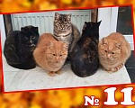 Кошки в Москве: Котята ищут свой дом Девочка, Бесплатно - фото 1