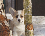Собаки в Белоозёрском: Вельш корги пемброка щенок Девочка, 100 000 руб. - фото 1