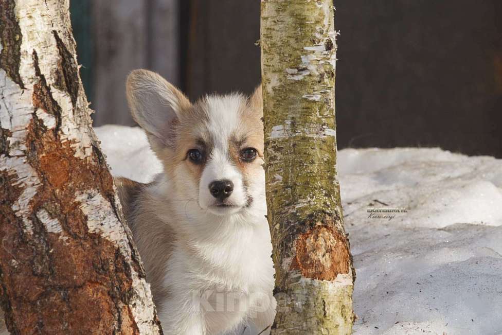 Собаки в Белоозёрском: Вельш корги пемброка щенок Девочка, 100 000 руб. - фото 1