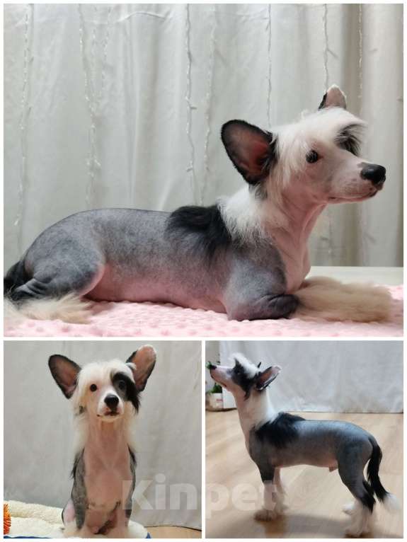 Собаки в Санкт-Петербурге: Голый мальчик Мальчик, Бесплатно - фото 3