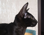 Кошки в Перми: Ориентальный котенок (девочка) Девочка, 25 000 руб. - фото 1