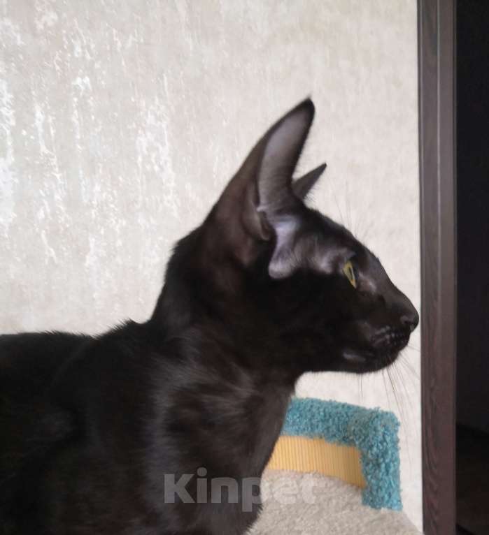 Кошки в Перми: Ориентальный котенок (девочка) Девочка, 25 000 руб. - фото 1