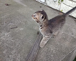 Кошки в Майкопе: Котенок в добрые руки Девочка, Бесплатно - фото 2