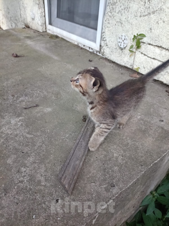 Кошки в Майкопе: Котенок в добрые руки Девочка, Бесплатно - фото 2