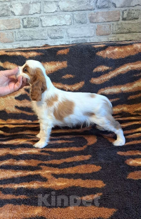 Собаки в Санкт-Петербурге: Щенки кавалер кинг чарльз спаниеля Мальчик, 50 000 руб. - фото 4
