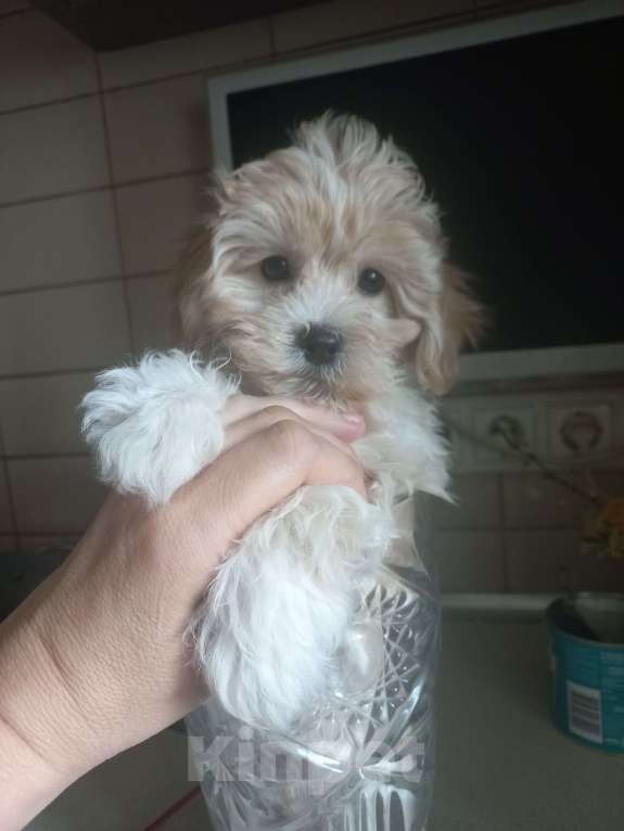 Собаки в других городах Московской области: Толик Мальчик, 45 000 руб. - фото 2