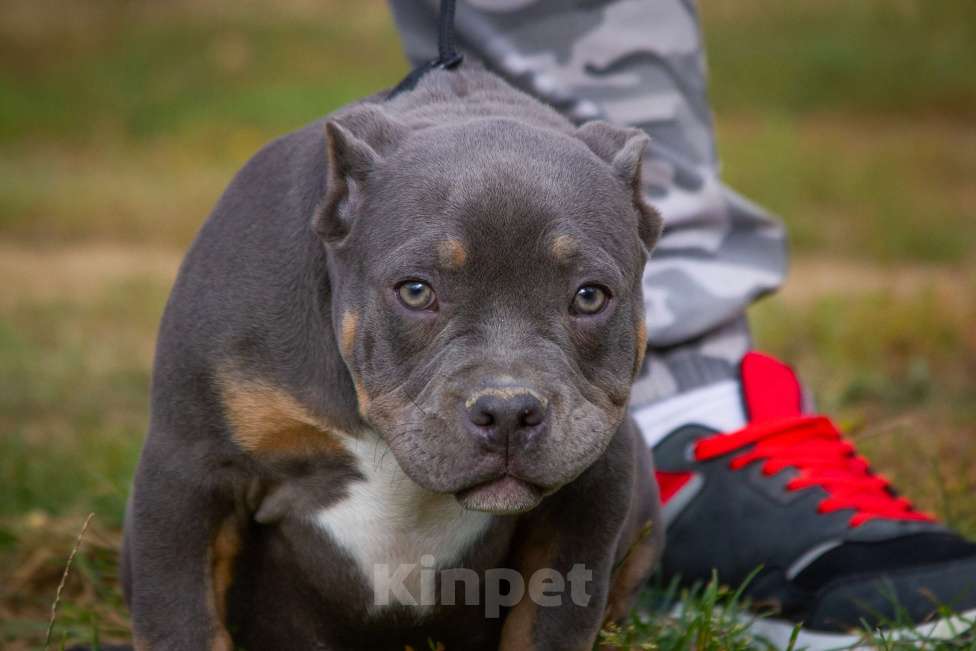 Собаки в других городах Московской области: Американский булли  Мальчик, 160 000 руб. - фото 5