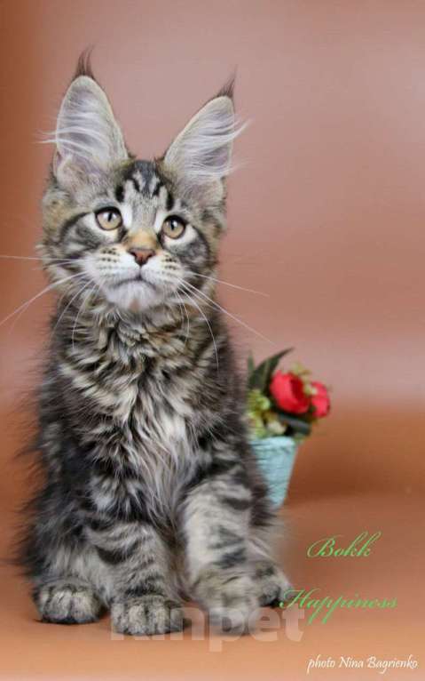 Кошки в Воронеже: Котята мейн-кун из питомника  Девочка, 55 000 руб. - фото 4