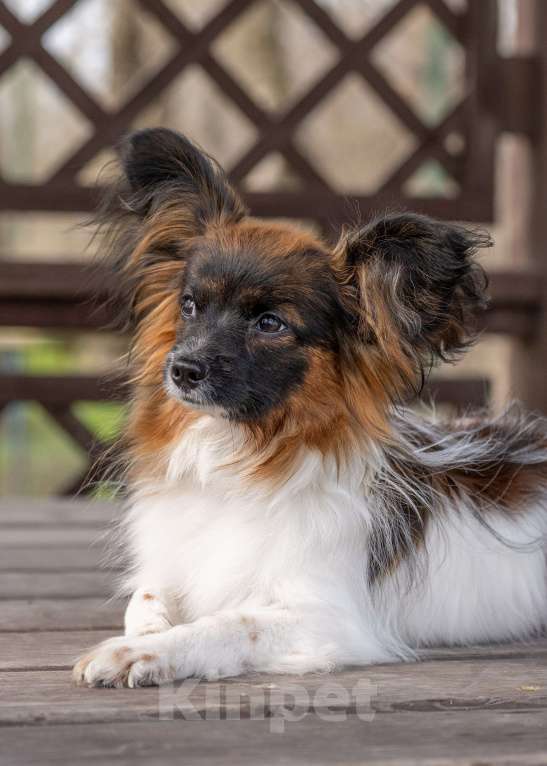 Собаки в Новороссийске: Продам щенка папийона (папильона) Мальчик, 60 000 руб. - фото 4