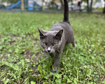 Кошки в Москве: Очаровательная молодая кошка ищет любящего хозяина  Девочка, 1 000 руб. - фото 4