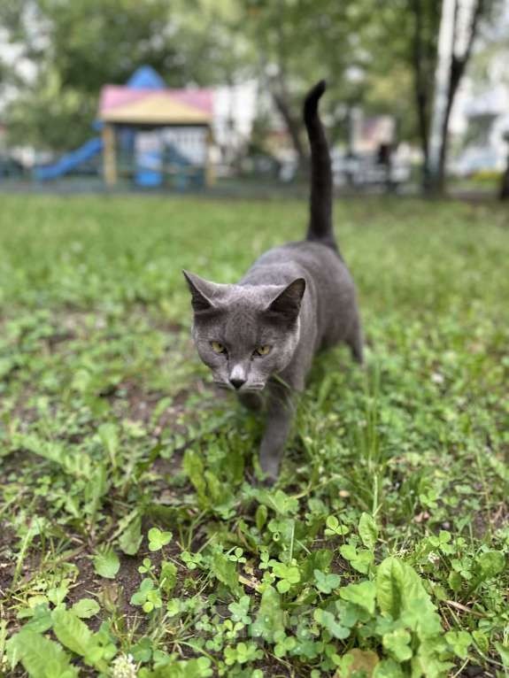 Кошки в Москве: Очаровательная молодая кошка ищет любящего хозяина  Девочка, 1 000 руб. - фото 4