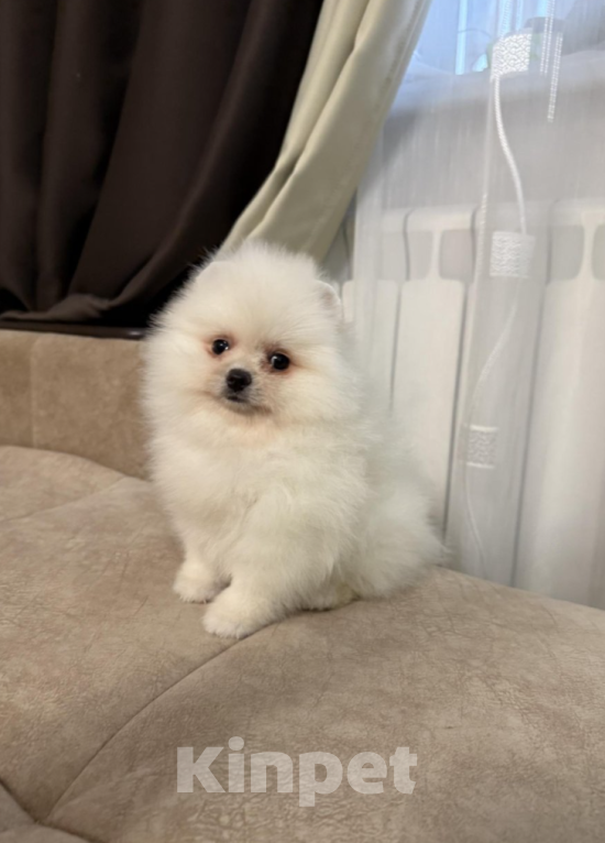 Собаки в Москве: Девочка Девочка, 35 000 руб. - фото 1