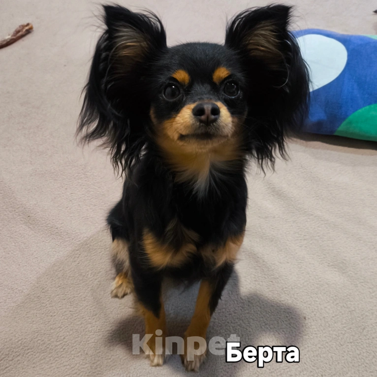 Собаки в Краснодаре: Девочка дш русского тоя Девочка, Бесплатно - фото 1