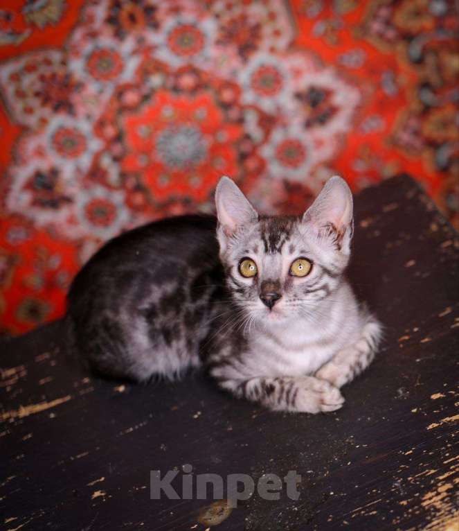 Кошки в Москве: бенгальский котенок на фоне ковра Мальчик, 45 000 руб. - фото 7