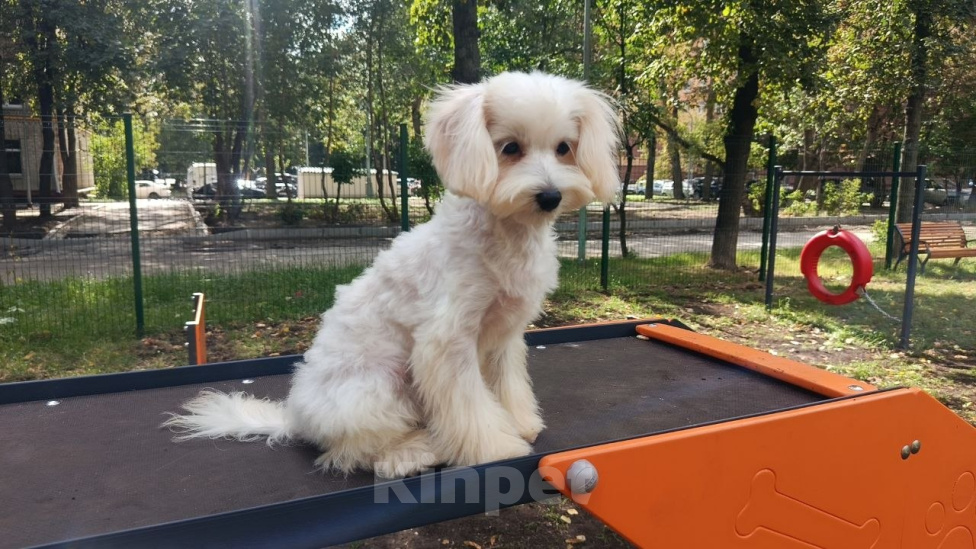 Собаки в Москве: Мальтипу, щенок Девочка, 60 000 руб. - фото 1