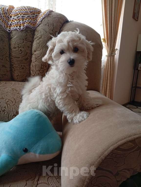 Собаки в Краснодаре: Малыши Мальтипу Ф1 поколение Мальчик, 40 000 руб. - фото 5