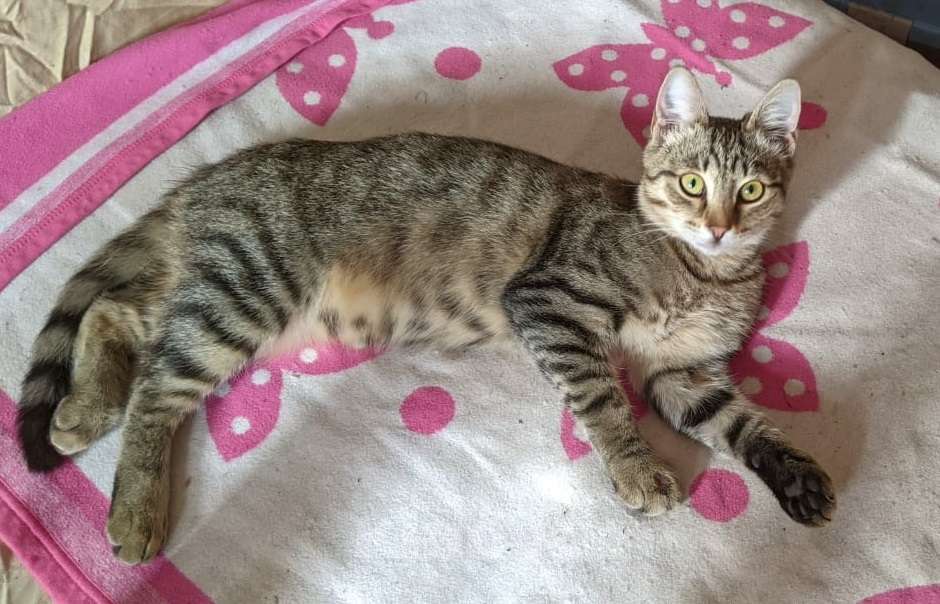 Кошки в Москве: Полосатик в дар Мальчик, Бесплатно - фото 2