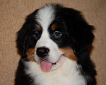 Собаки в других городах Московской области: Бернский зенненхунд Девочка, 120 000 руб. - фото 3