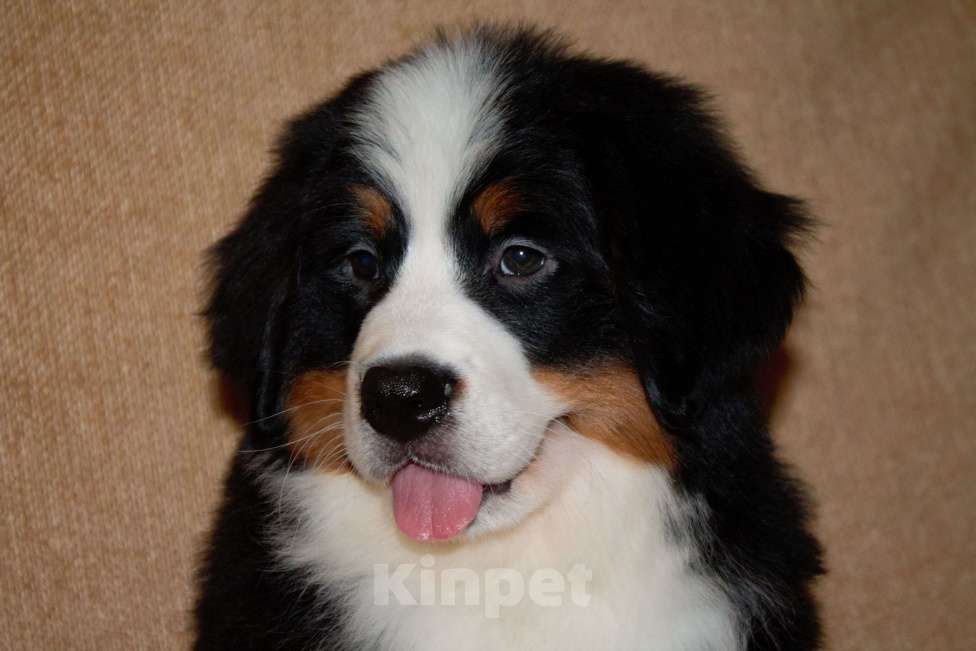 Собаки в других городах Московской области: Бернский зенненхунд Девочка, 120 000 руб. - фото 3