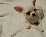 Собаки в Орле: Мальчики чистокровные, чихуахуа. Привиты, ведпаспорт Мальчик, 20 000 руб. - фото 4