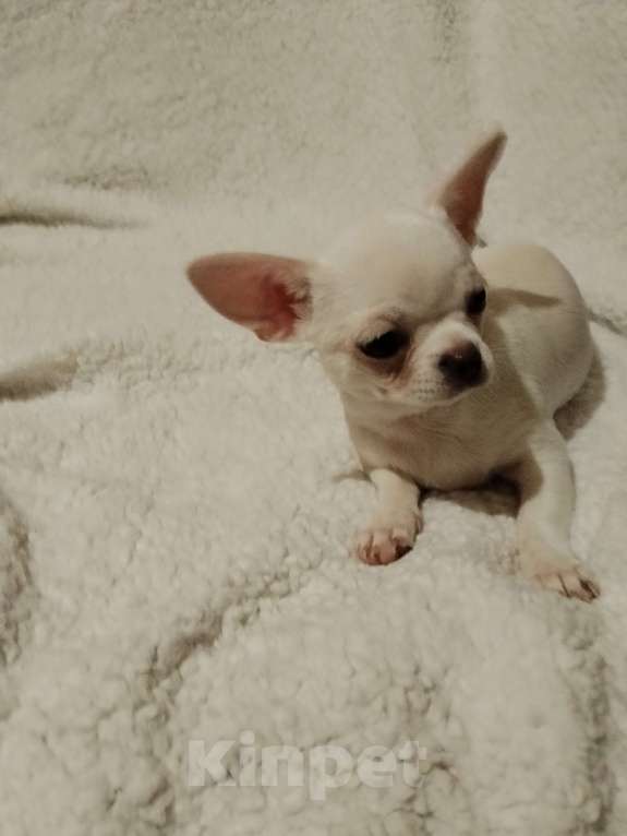 Собаки в Орле: Мальчики чистокровные, чихуахуа. Привиты, ведпаспорт Мальчик, 20 000 руб. - фото 4