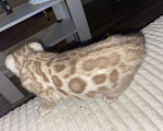 Кошки в Нижнем Тагиле: Шикарный бенгальский котёнок Мальчик, 30 000 руб. - фото 2