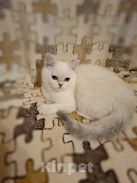 Кошки в Санкт-Петербурге: Британская шиншилла. Мальчик, 25 000 руб. - фото 3